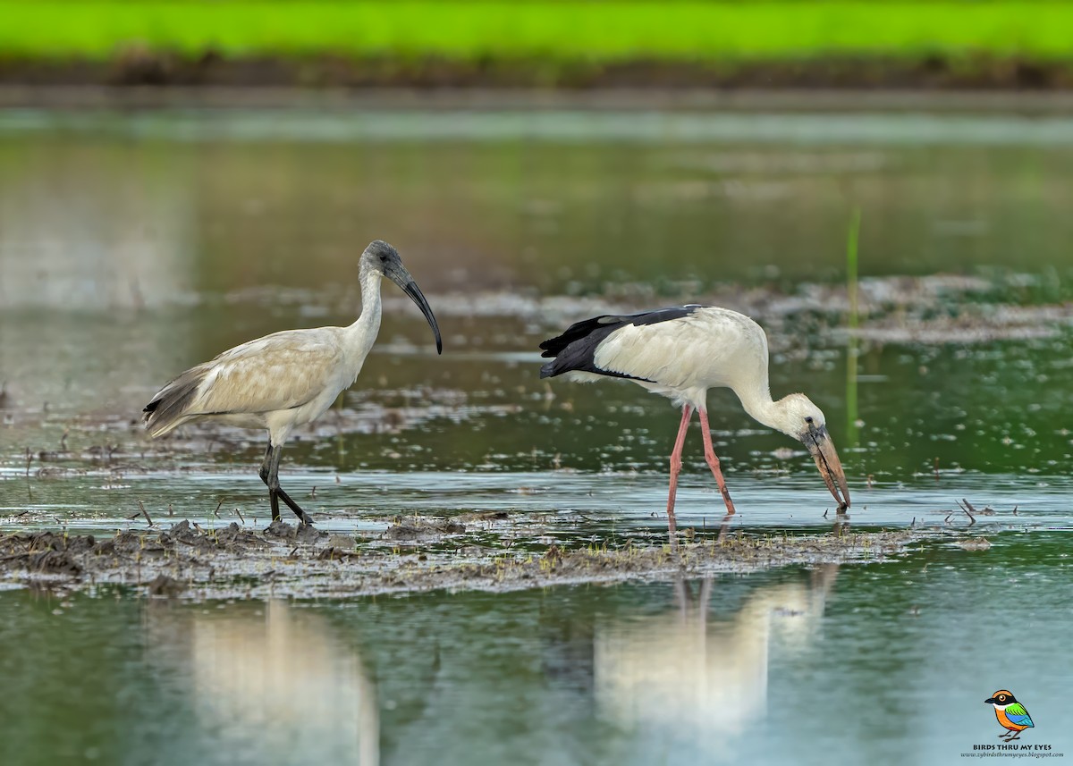 Black-headed Ibis - ML645713854