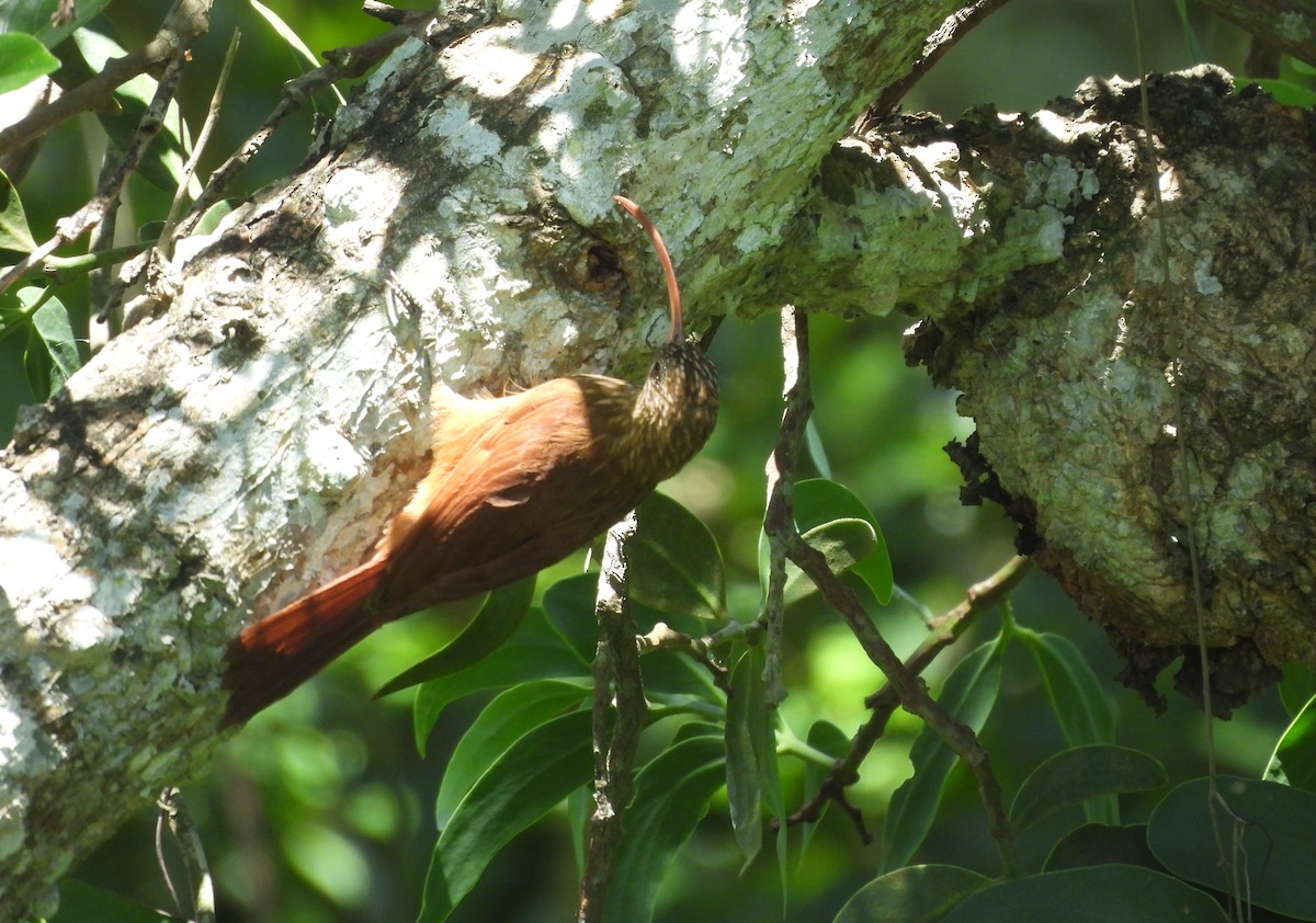 Picoguadaña Piquirrojo - ML645713855