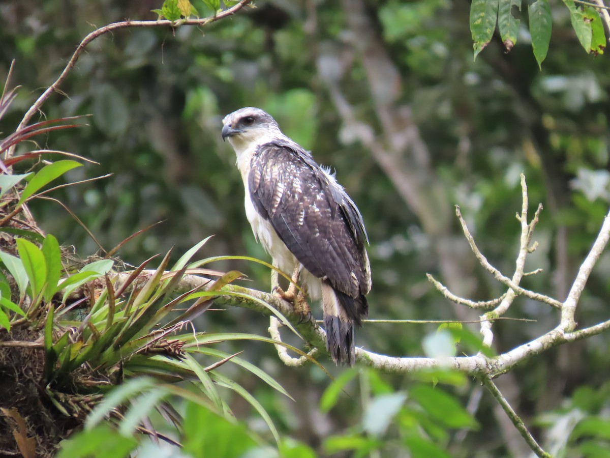 Busardo Dorsigrís - ML645713857