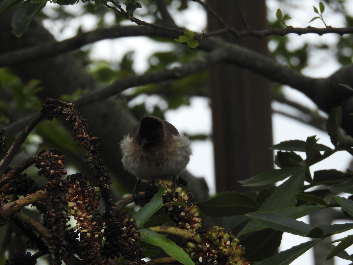 Bulbul Naranjero - ML645713859