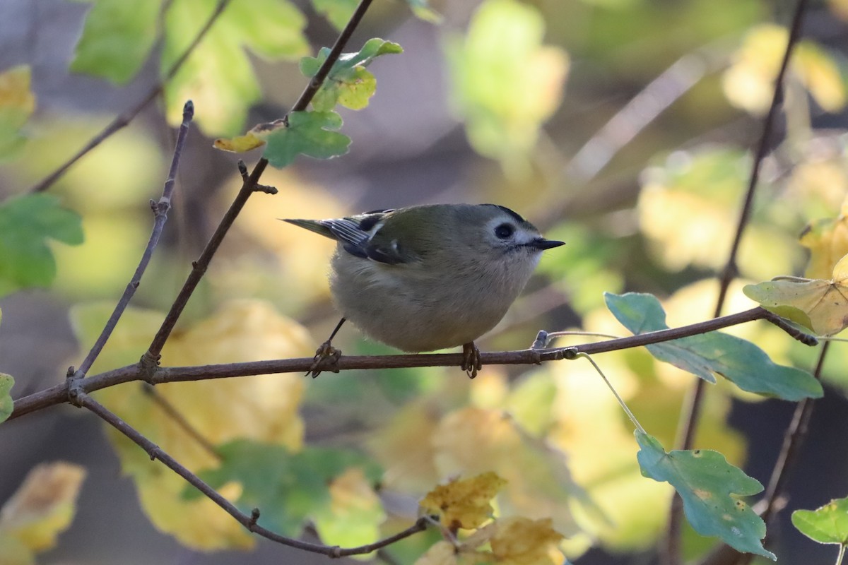 Reyezuelo Sencillo - ML645713860