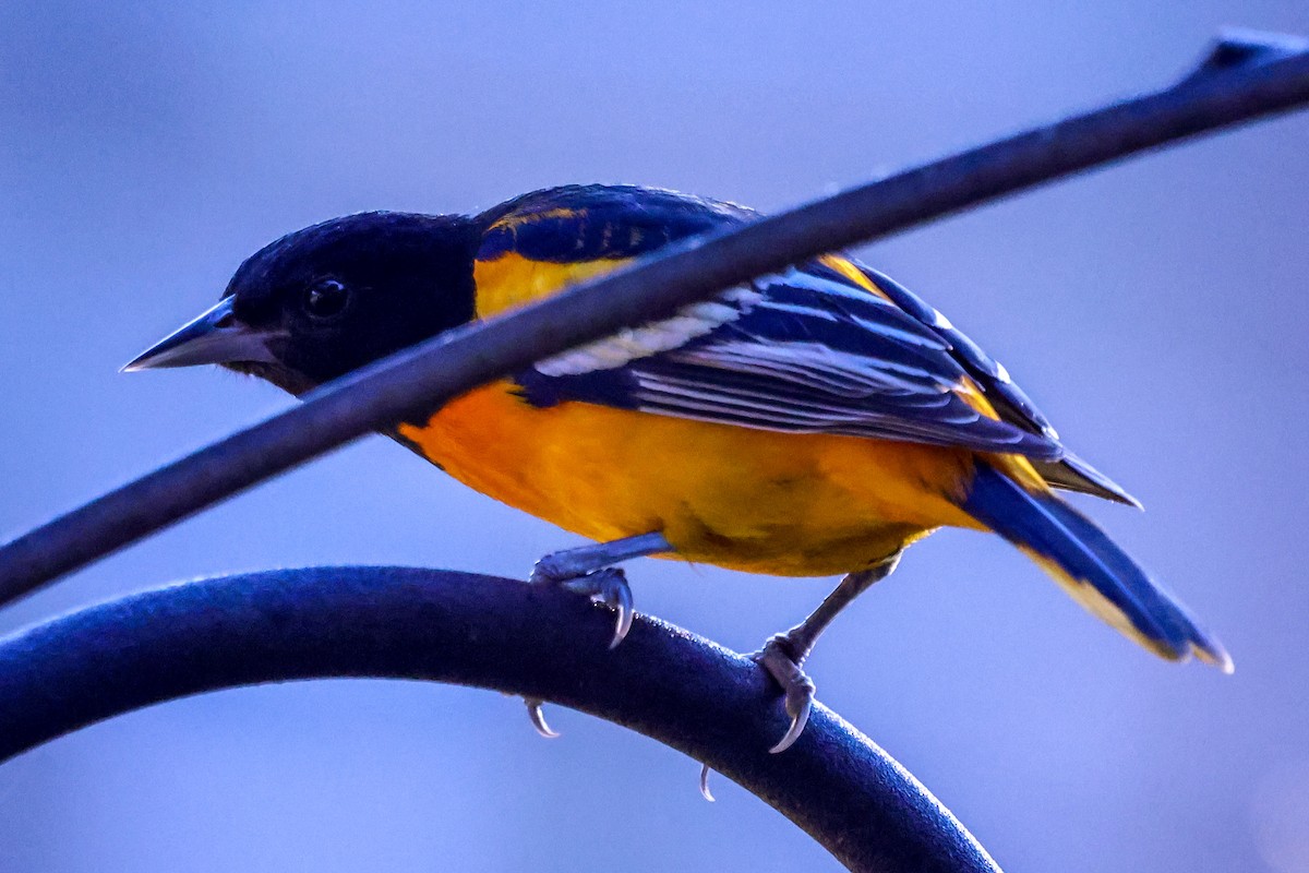 Baltimore Oriole - ML645713863