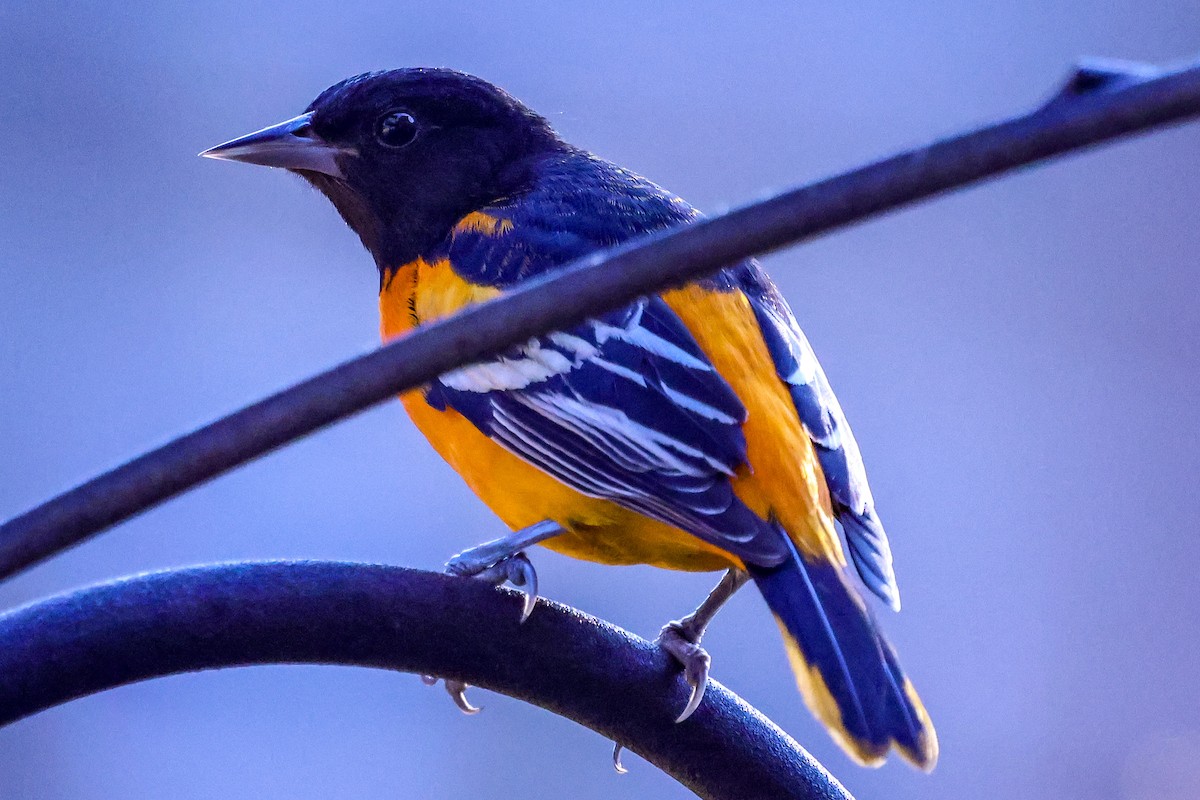 Baltimore Oriole - ML645713864