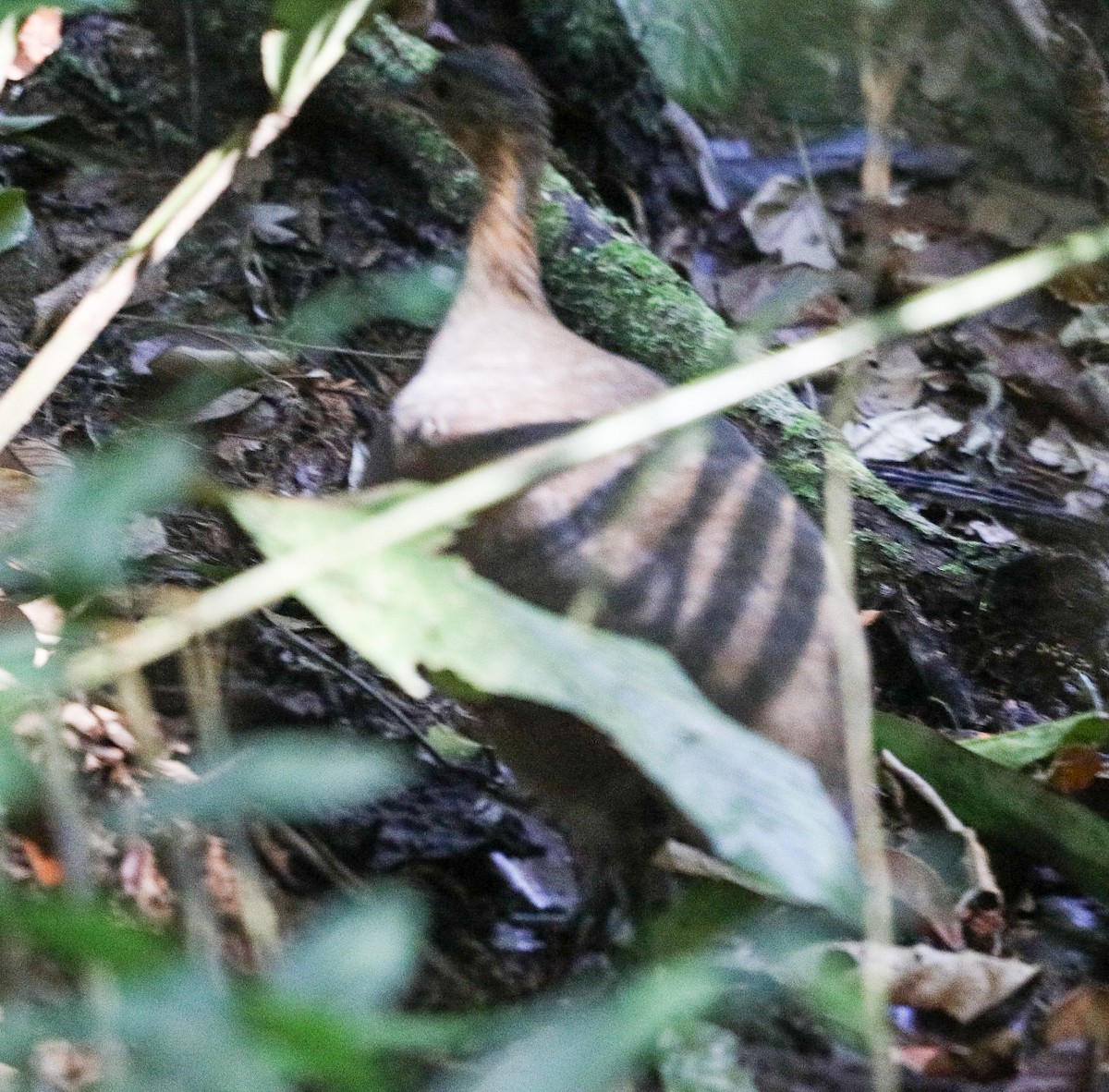 Solitary Tinamou - ML645713867