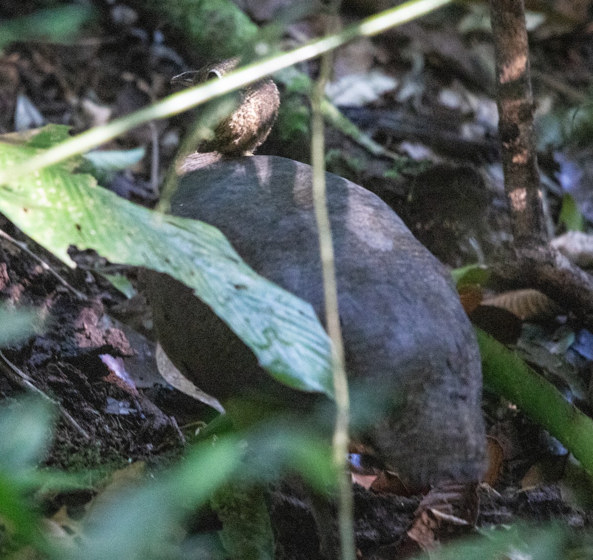 Solitary Tinamou - ML645713868