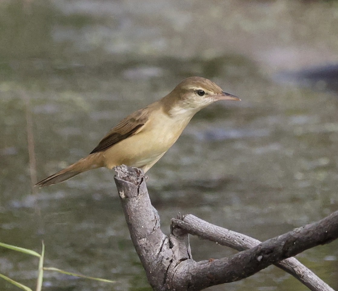 Oriental Reed Warbler - ML645713877