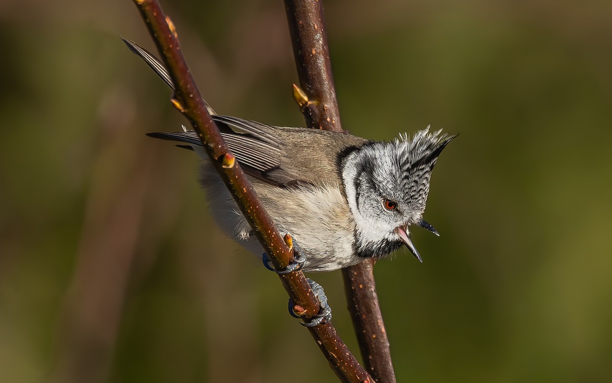 Crested Tit - ML645713882