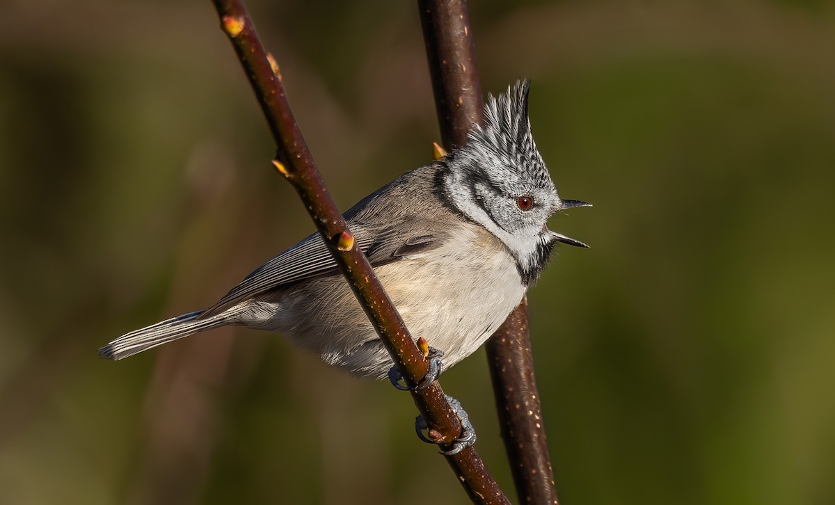 Crested Tit - ML645713883