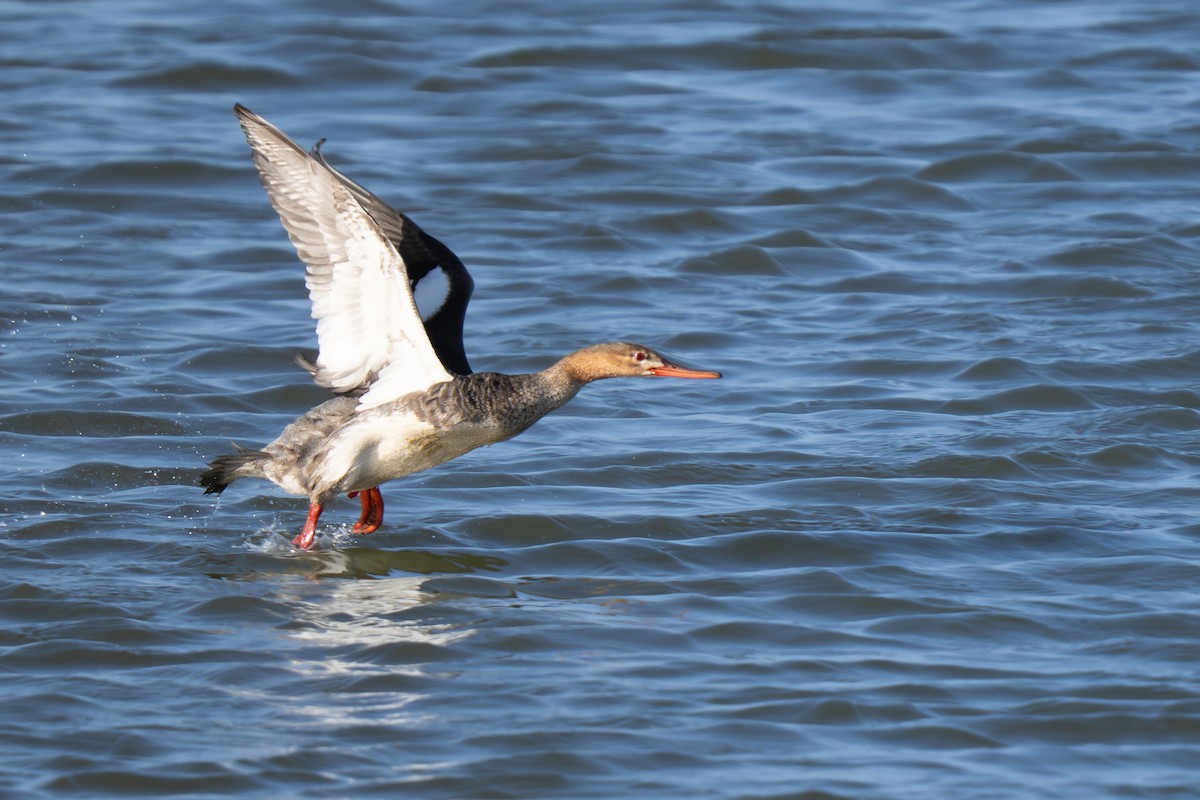 Red-breasted Merganser - ML645713885