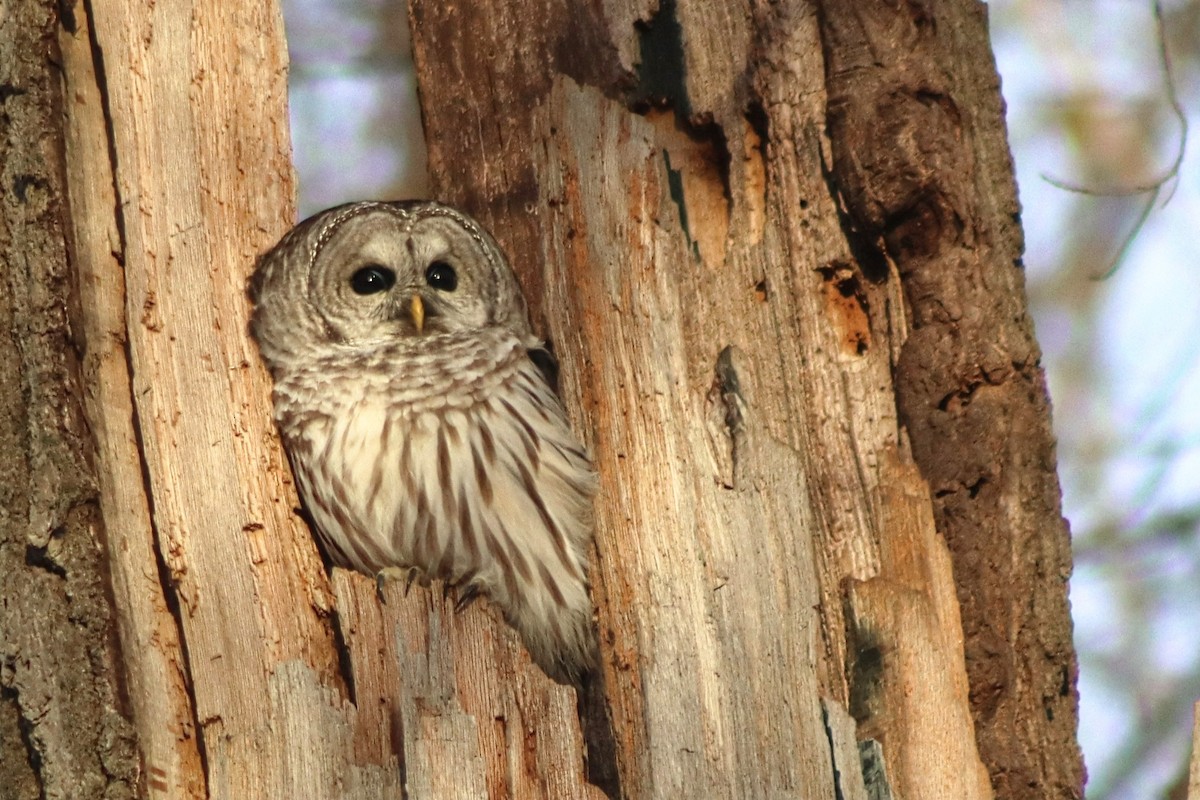 Cárabo Norteamericano - ML645713894