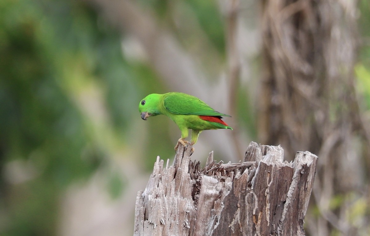 Blue-crowned Hanging-Parrot - ML645713895