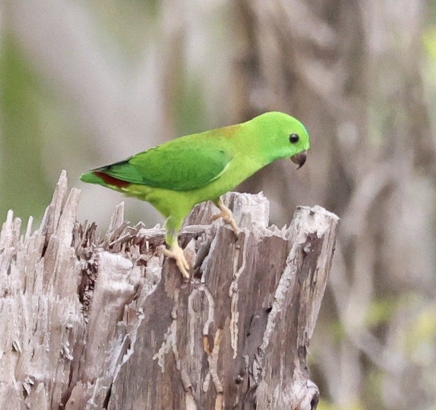 Blue-crowned Hanging-Parrot - ML645713896