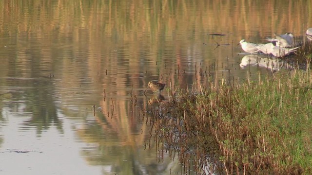 Common Snipe - ML645713897