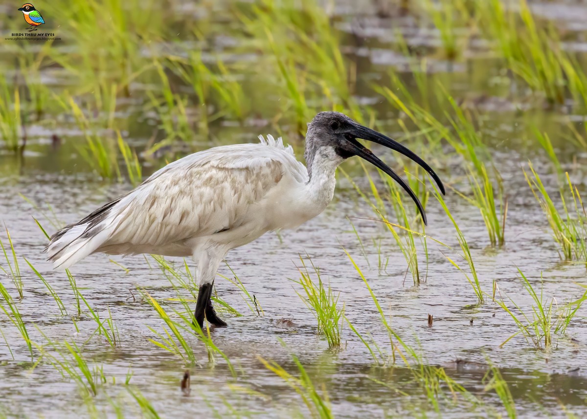 Black-headed Ibis - ML645713901