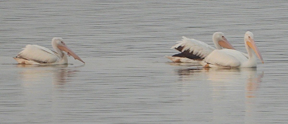 American White Pelican - ML645713906