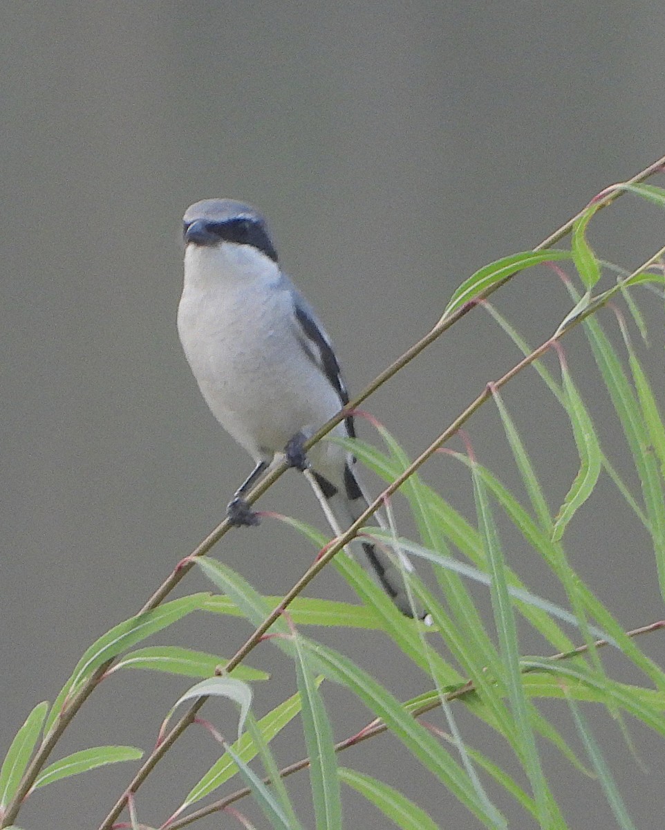 Loggerhead Shrike - ML645713909