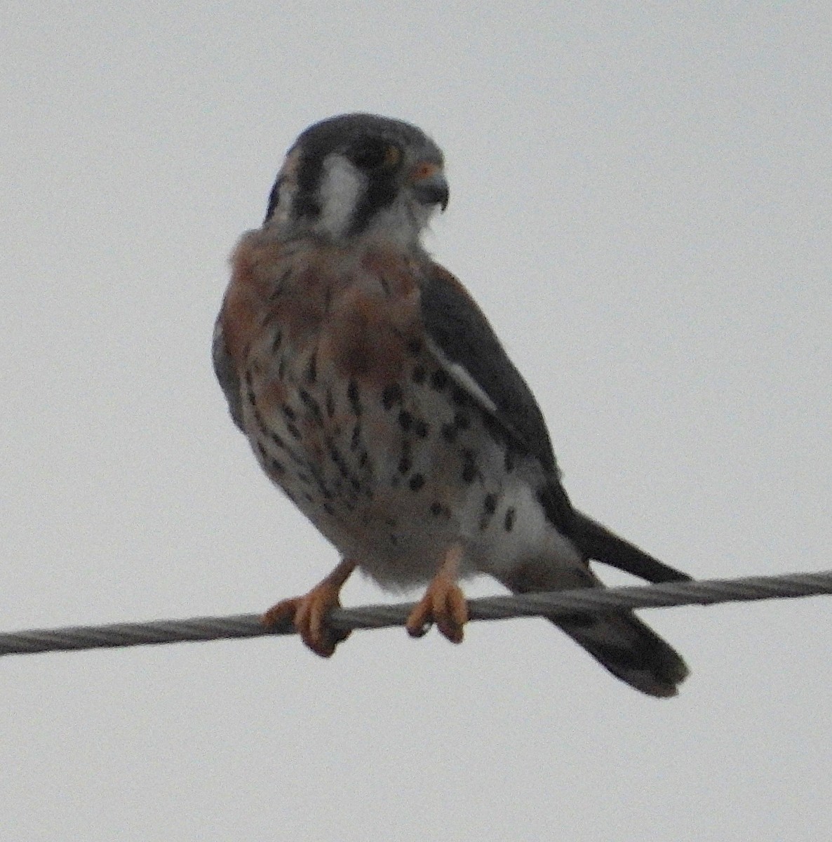 American Kestrel - ML645713910