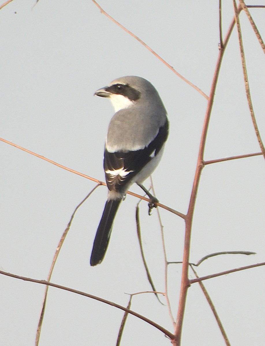 Loggerhead Shrike - ML645713911