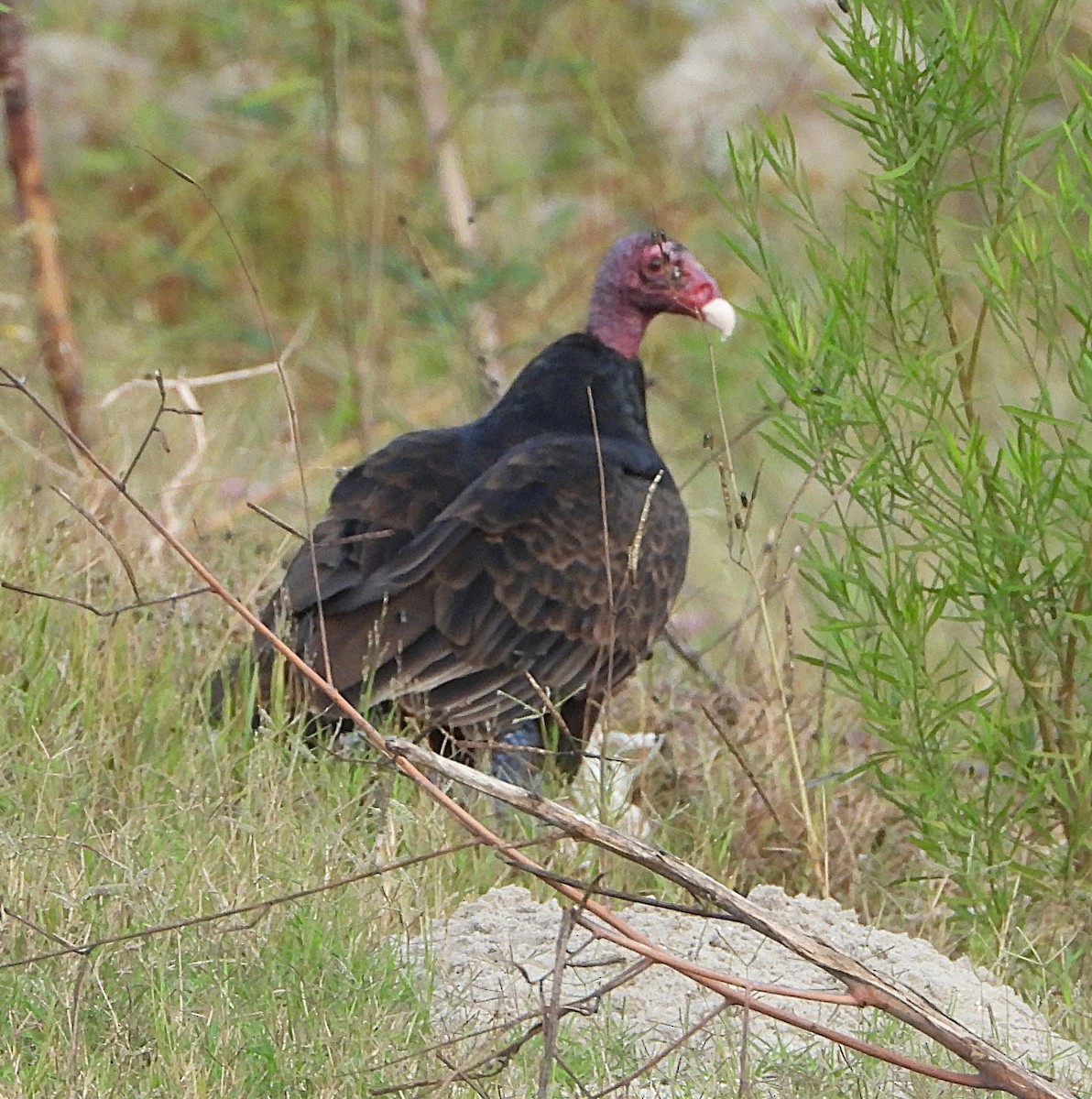 Turkey Vulture - ML645713912