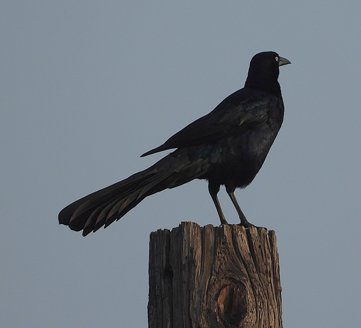 Great-tailed Grackle - ML645713913