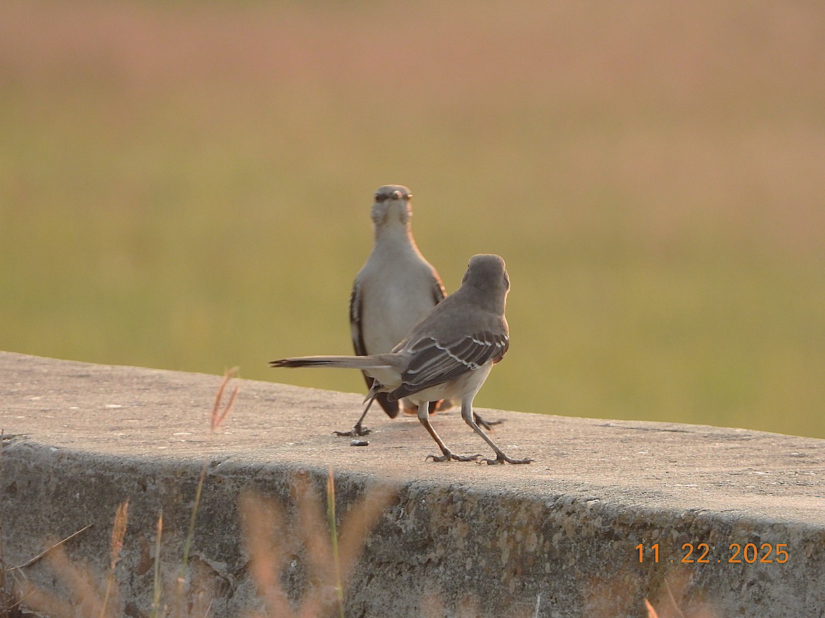 Northern Mockingbird - ML645713914