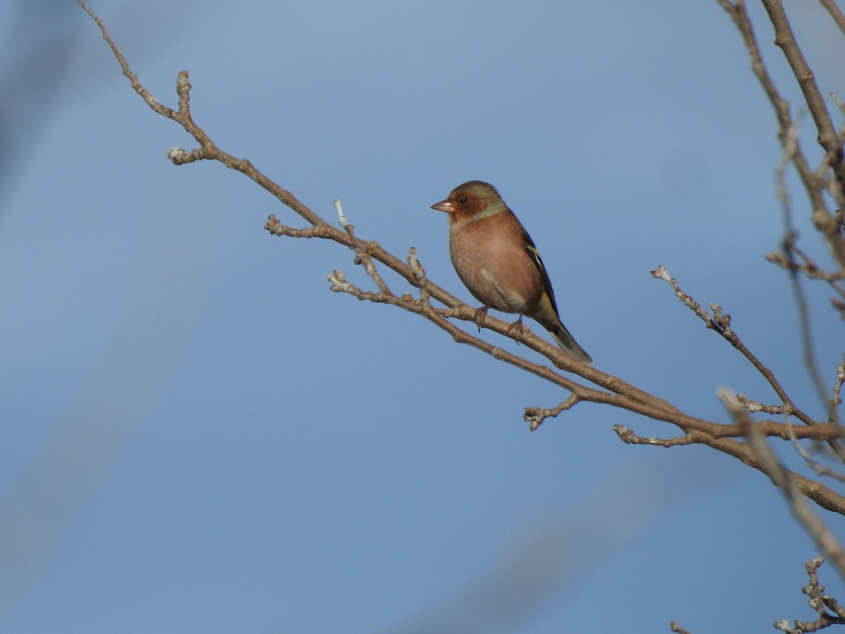 pěnkava obecná - ML645713924