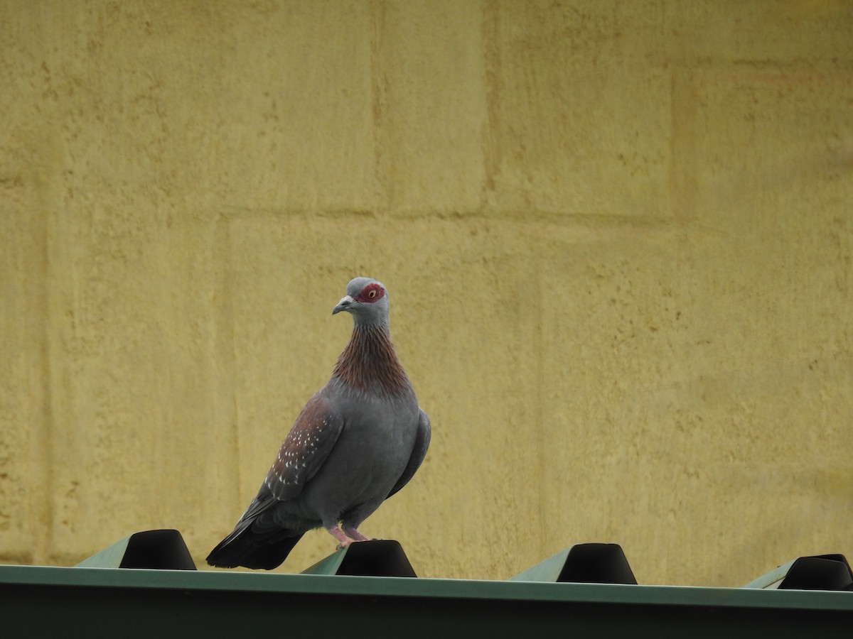 Speckled Pigeon - ML645713925