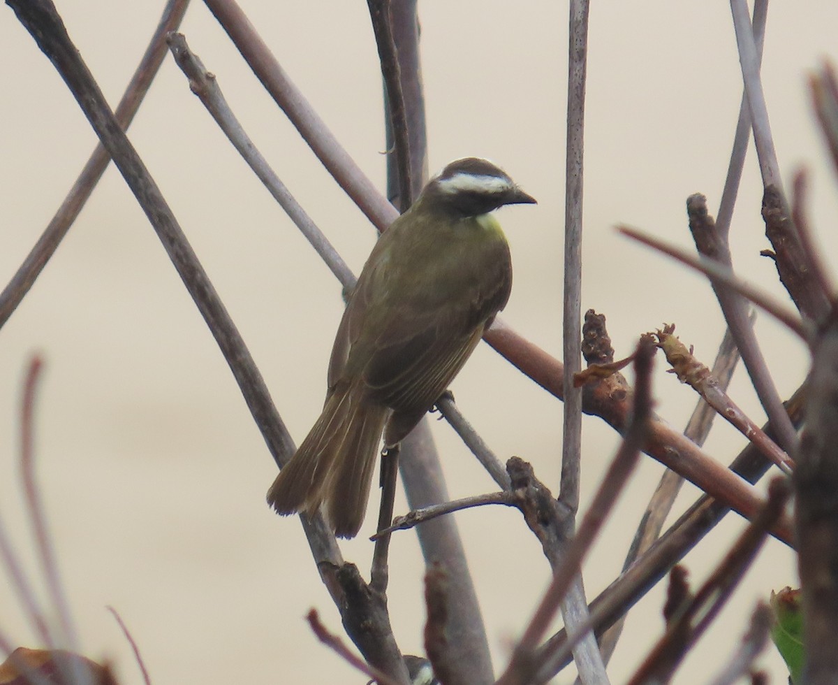 Sosyal Tiran - ML645713930