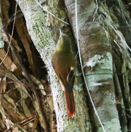 Olivaceous Woodcreeper - ML645713931