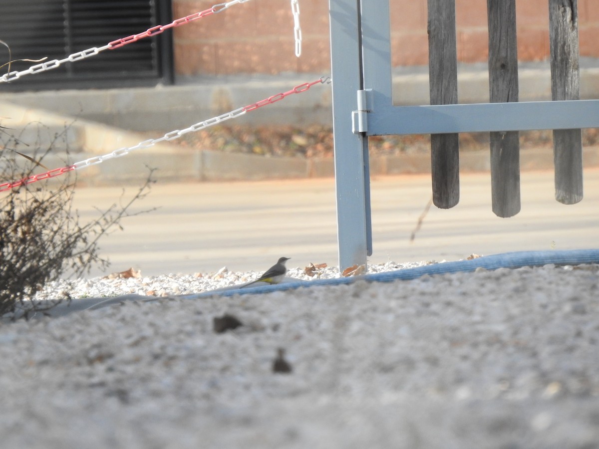 konipas horský - ML645713937