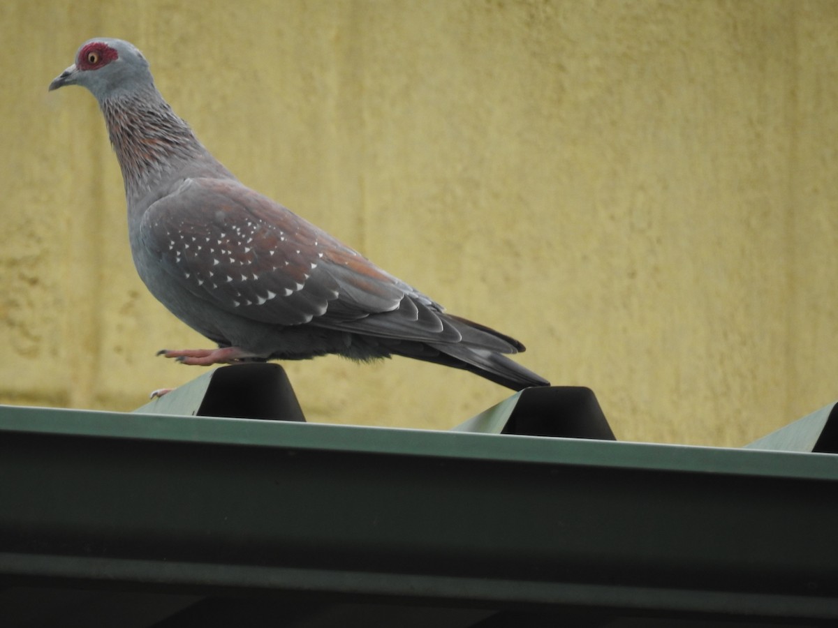 Speckled Pigeon - ML645713939