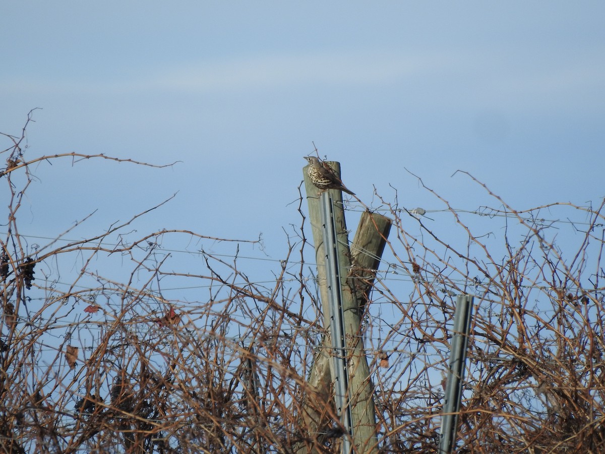 drozd brávník - ML645713947