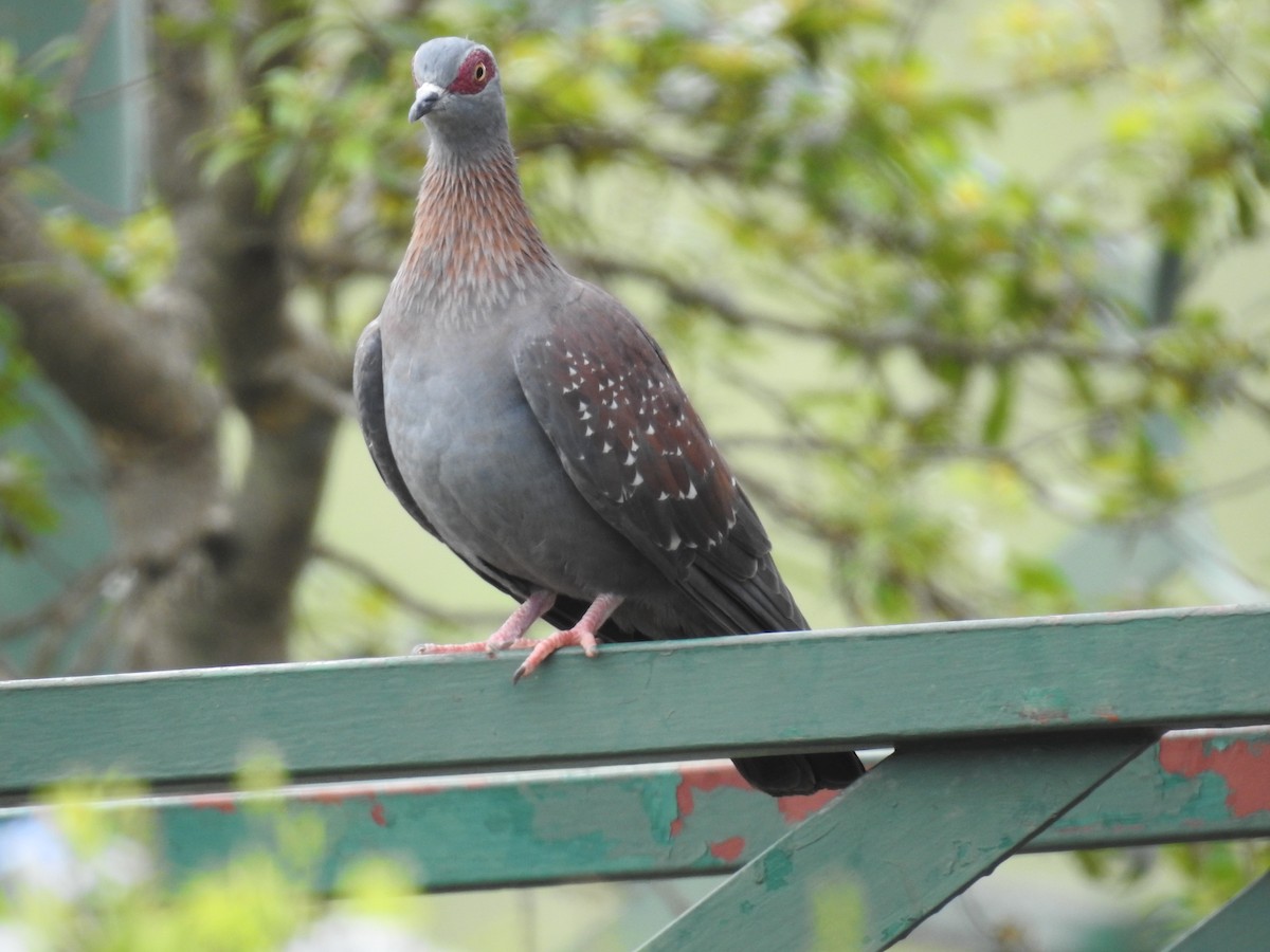 Speckled Pigeon - ML645713948