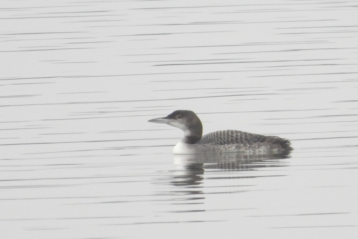 Common Loon - ML645713953