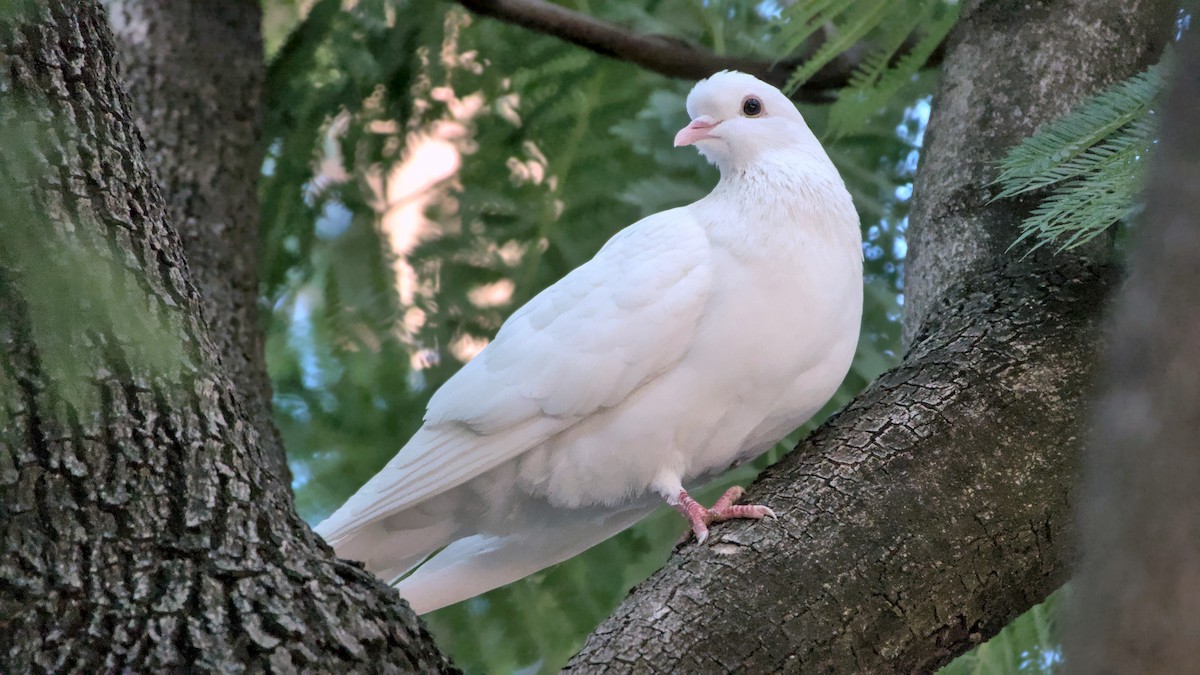 holub skalní (domácí) - ML645713959