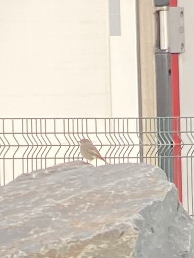 Black Redstart - ML645713966