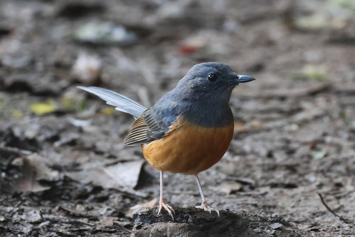 White-rumped Shama (White-rumped) - ML645713979