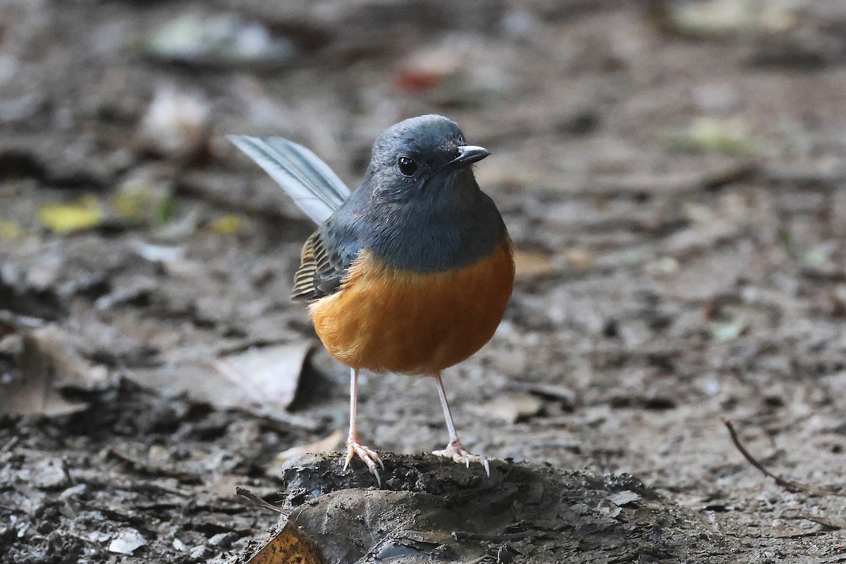 White-rumped Shama (White-rumped) - ML645713980
