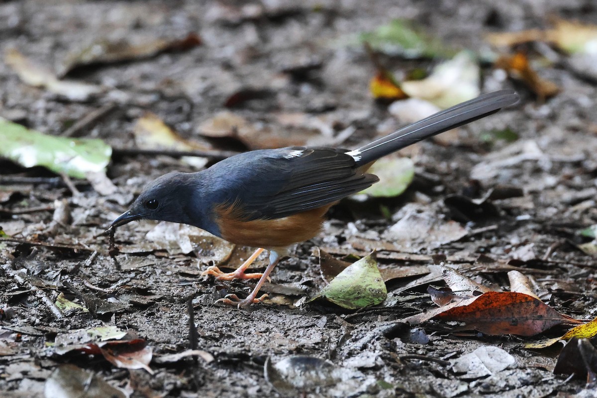 White-rumped Shama (White-rumped) - ML645713981