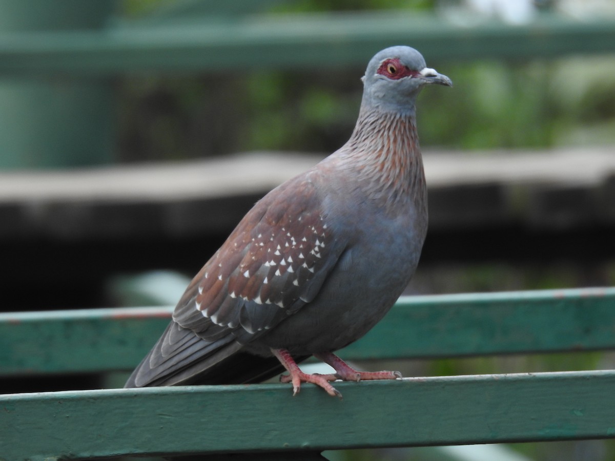 Speckled Pigeon - ML645713984