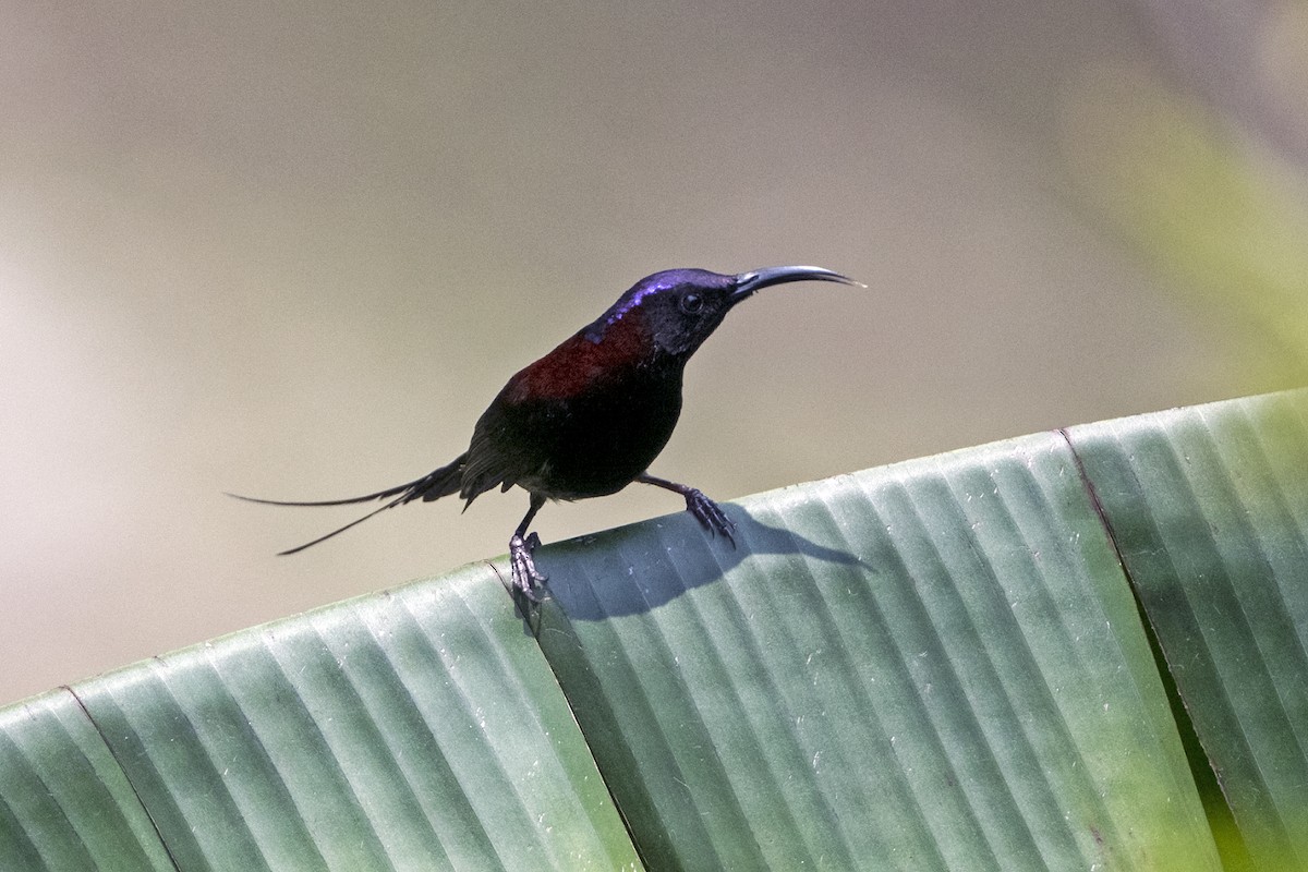 Black-throated Sunbird (Black-throated) - ML645713985