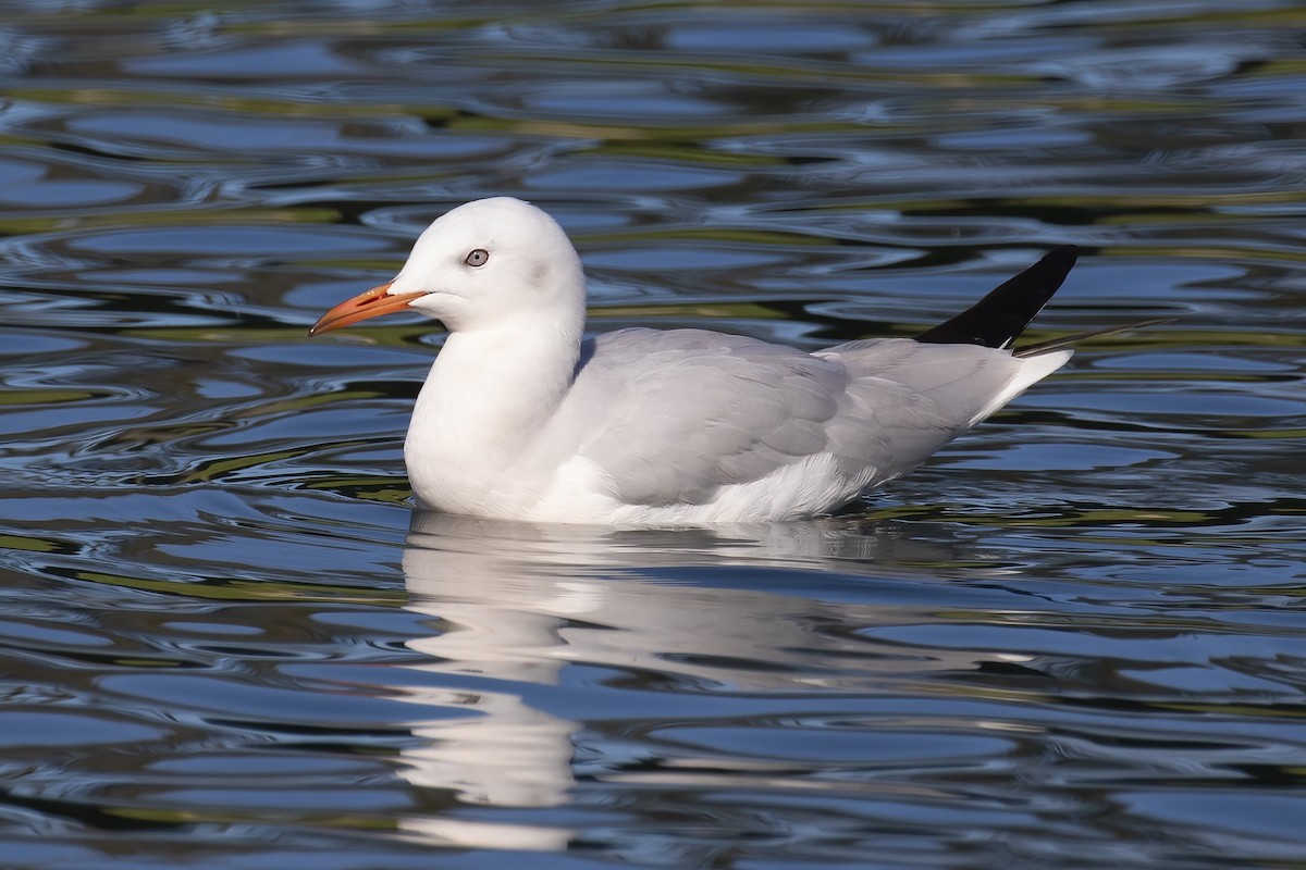 Slender-billed Gull - ML645713986