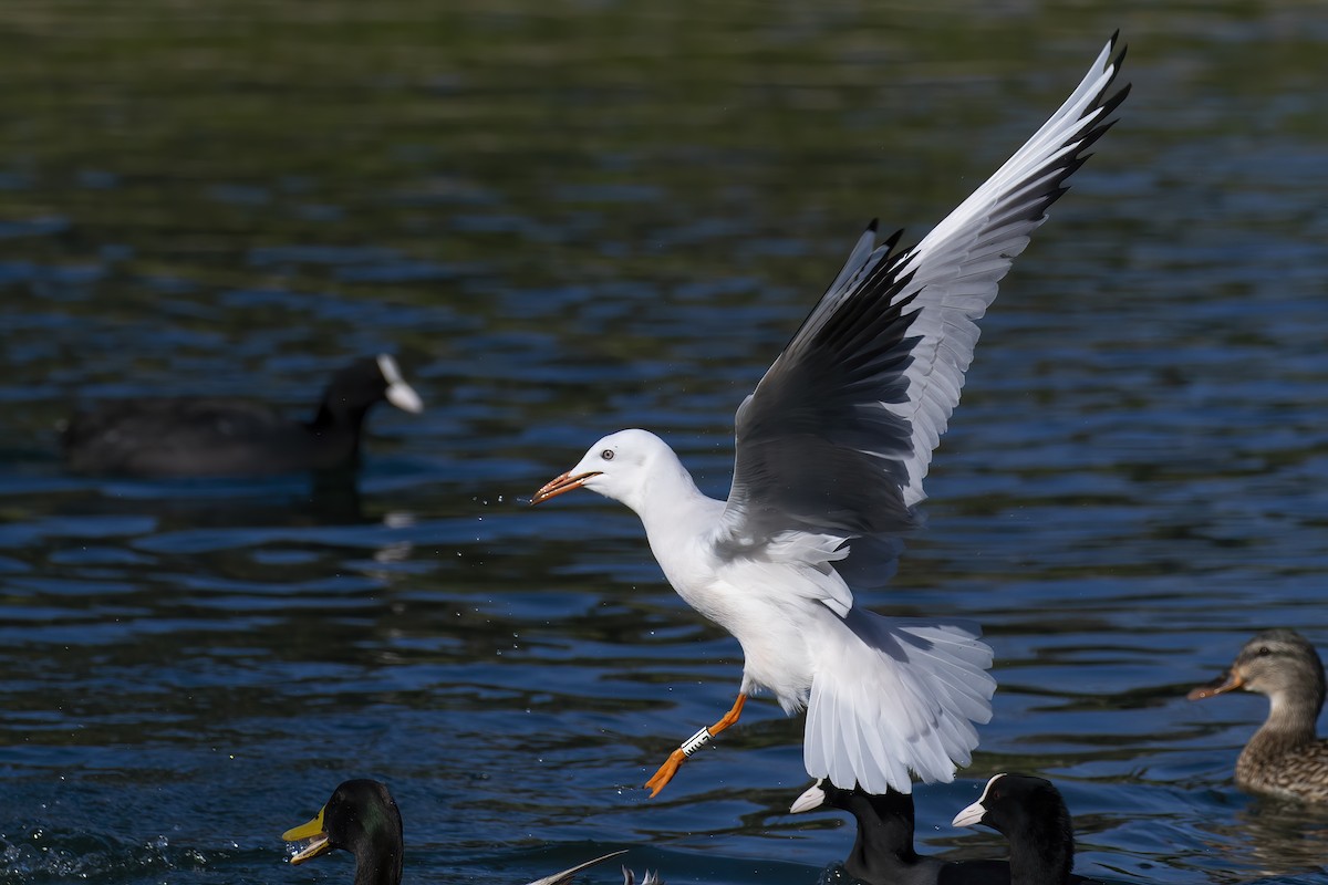 Slender-billed Gull - ML645713987