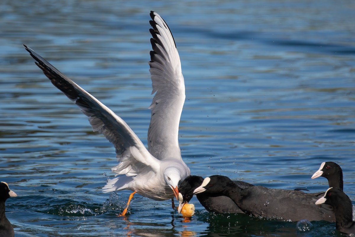Slender-billed Gull - ML645713988