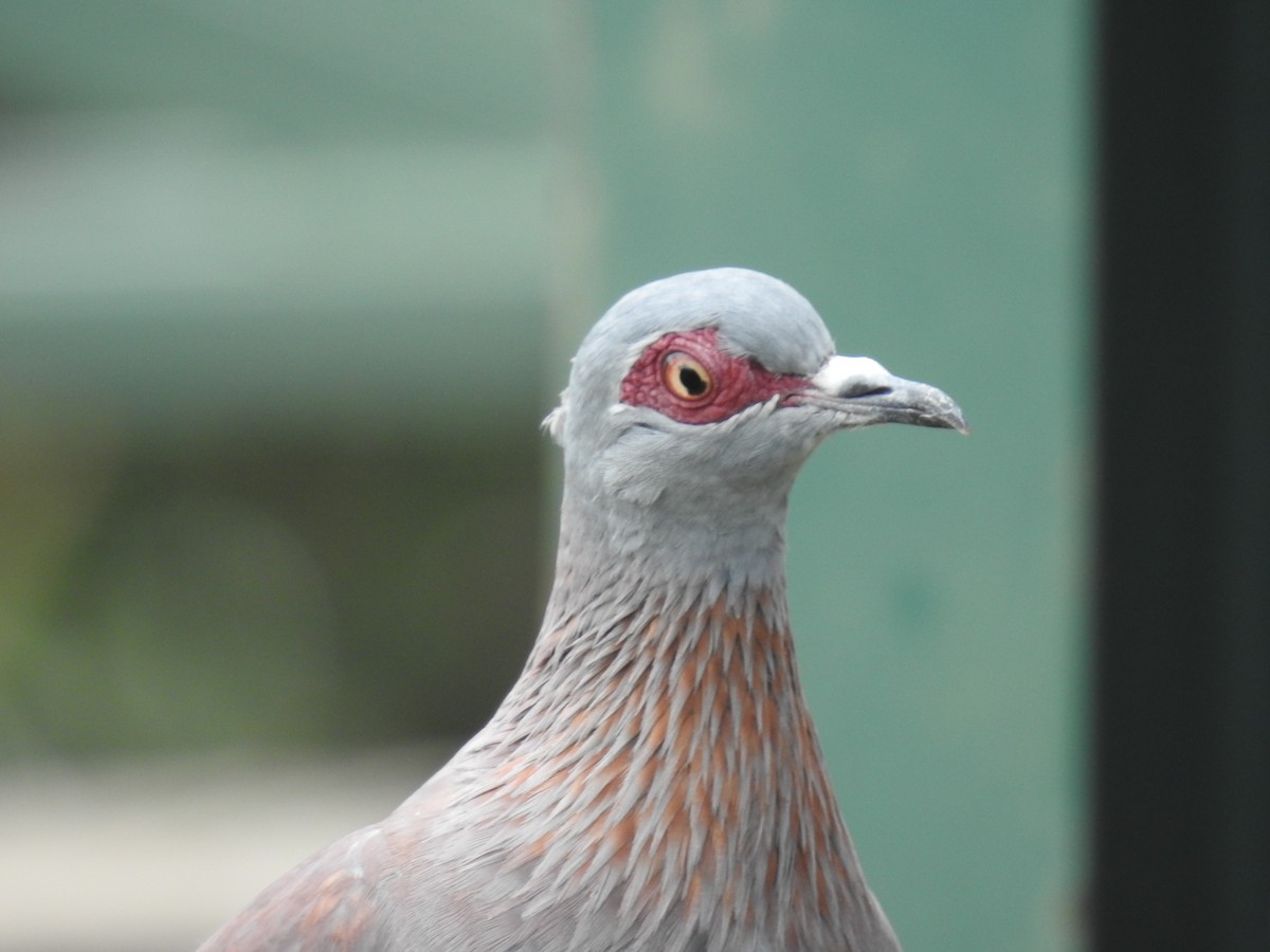 Speckled Pigeon - ML645713991