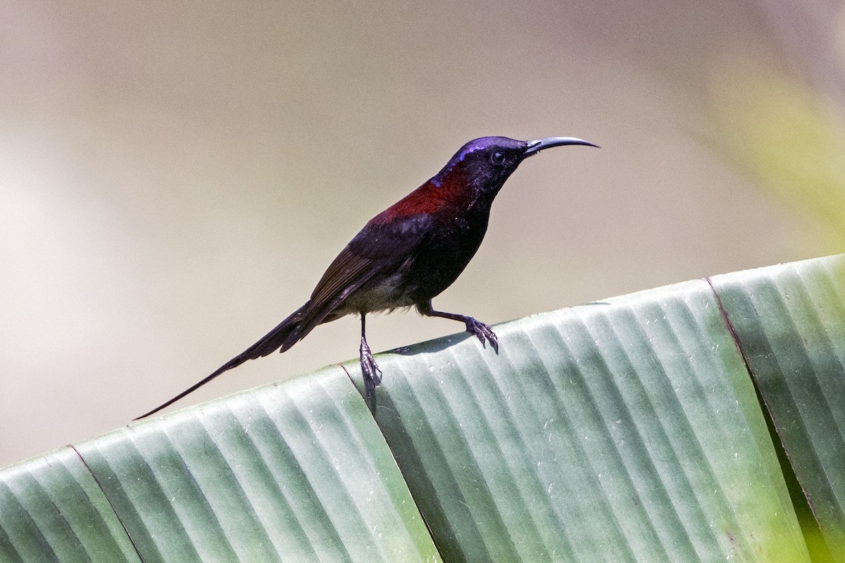 Black-throated Sunbird (Black-throated) - ML645713992