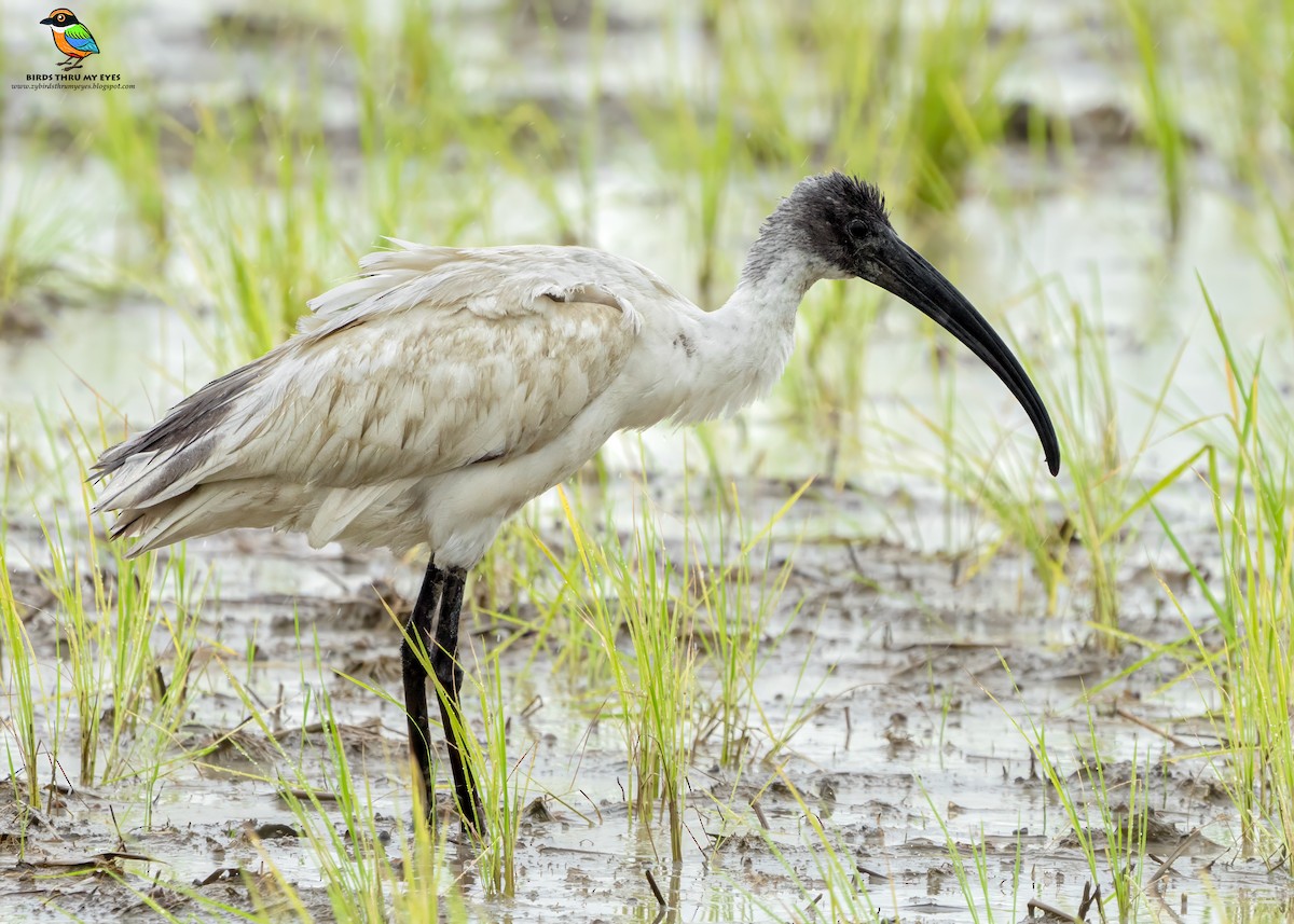 Black-headed Ibis - ML645713999