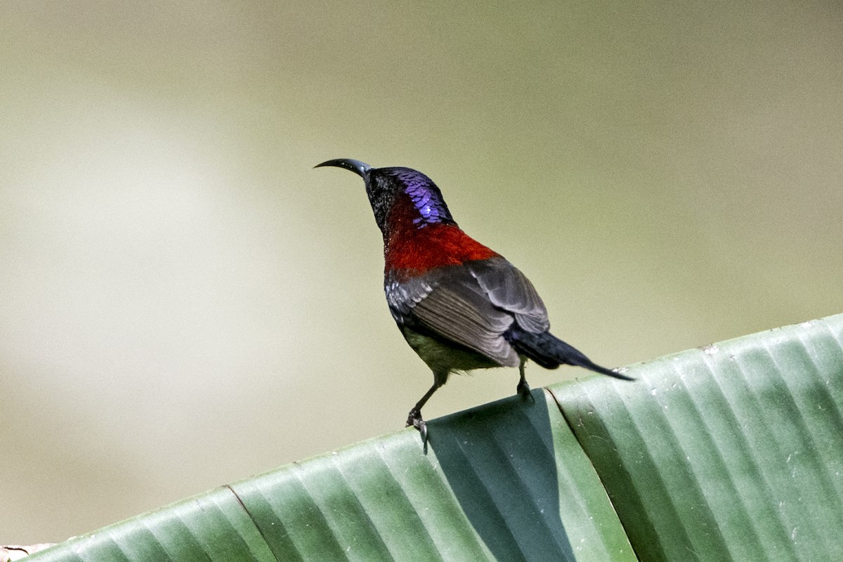 Black-throated Sunbird (Black-throated) - ML645714001