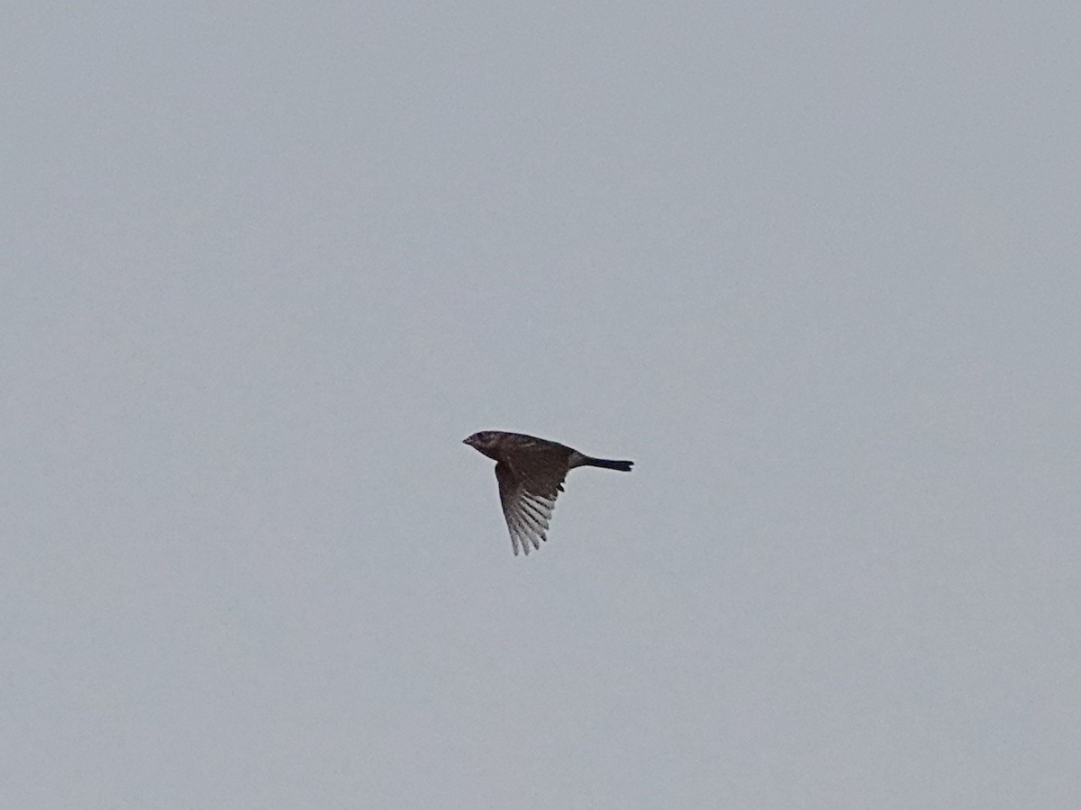 Corn Bunting - ML645714003