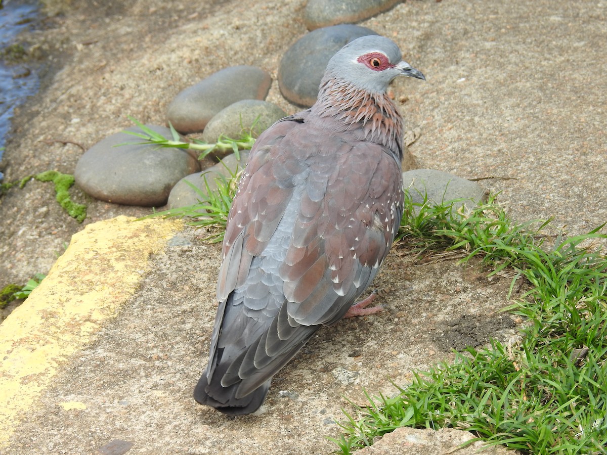 Speckled Pigeon - ML645714009